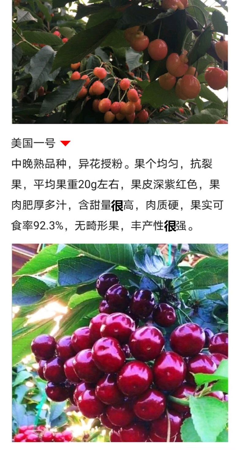 2024年中国针叶樱桃行业的产业链分析及投资前景_人保伴您前行,人保服务