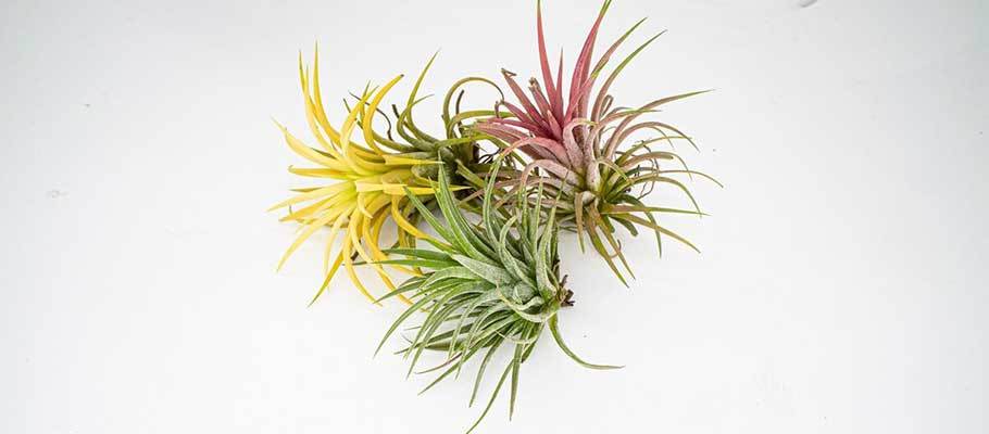 花卉种植行业发展前景及投资风险预测 数字化时代 花卉行业也需要紧跟步伐_拥有“如意行”驾乘险，出行更顺畅！,人保有温度