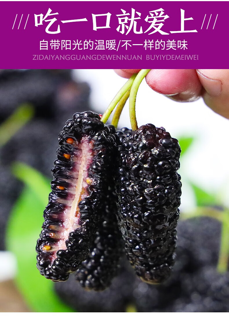 2024桑葚行业发展现状分析 桑葚市场未来发展形势分析_人保车险,人保财险 