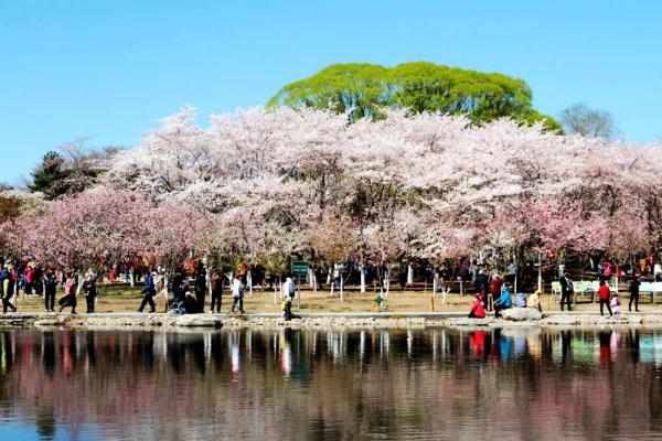 端午假期北京市属公园接待游客124万人次