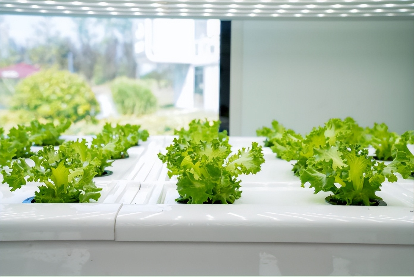国内植物工厂数量已超过220座 植物工厂行业市场深度调研_人保财险 ,人保护你周全