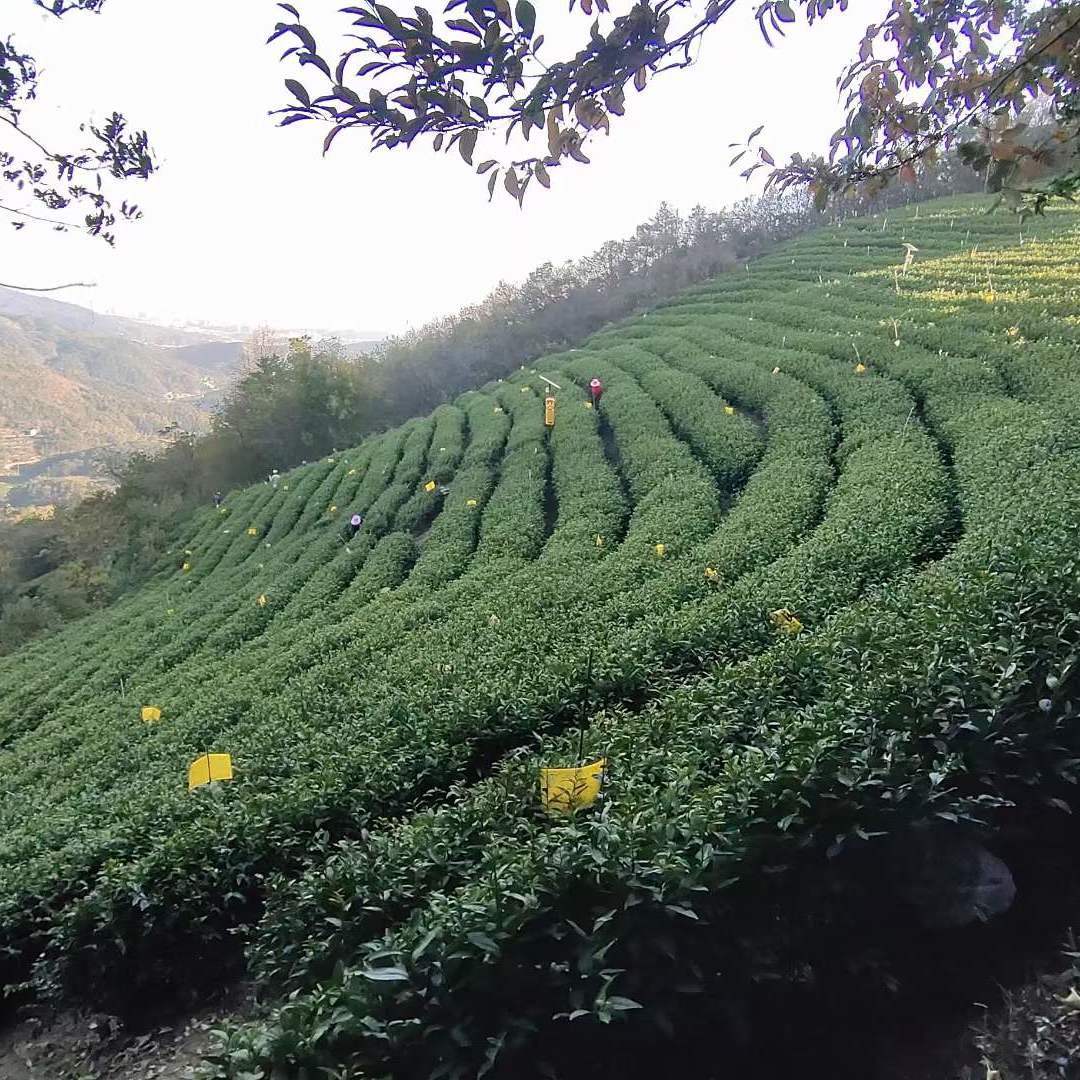 人保服务,拥有“如意行”驾乘险，出行更顺畅！_2024花茶行业市场现状、前景趋势研究分析