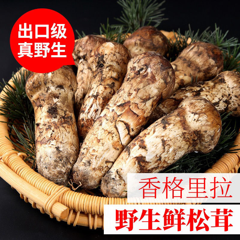 松茸行业市场发展现状及供需格局分析2024_人保财险 ,人保护你周全