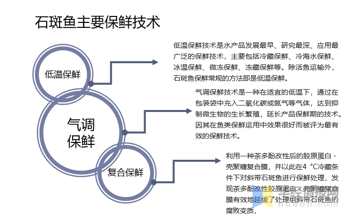 石斑鱼行业市场发展现状及市场规模分析2024_保险有温度,人保有温度