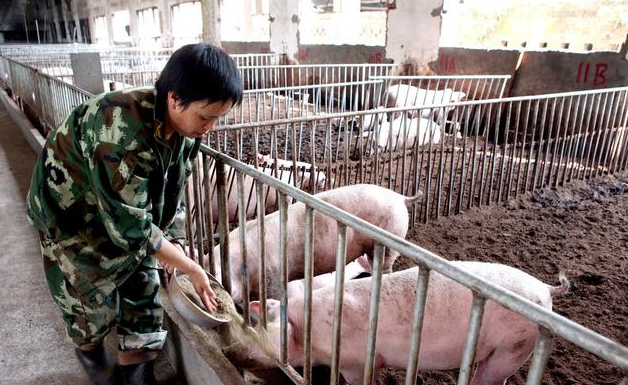 官方辟谣“荆门养殖场散养户90%的猪都死了”