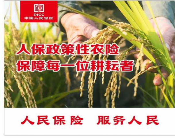 棕榈油行业市场现状、前景趋势研究分析_保险有温度,人保财险 