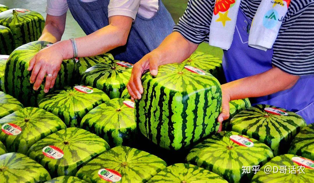 西瓜行业市场调查分析及发展前景展望 西瓜全国批发均价同比涨13%_人保伴您前行,人保有温度