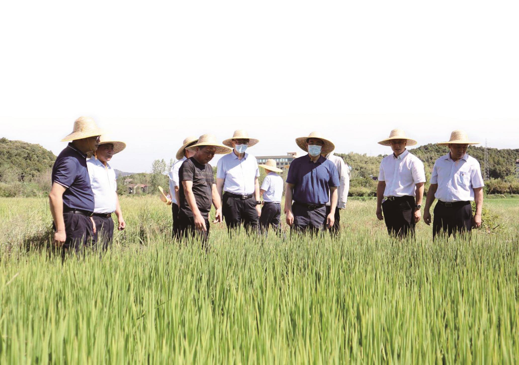 人保伴您前行,人保有温度_粮食及面制品行业发展分析与投资前景预测 我国秋粮即将迎来大面积收获