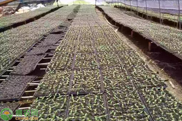 人保财险政银保 ,人保财险 _中国蔬菜育苗行业市场深度调研及投资策略预测