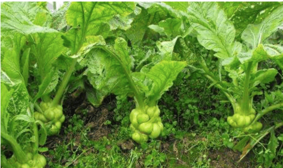 成人纸尿裤市场深度调查研究 绿色可持续智能化发展_人保服务 ,人保车险 品牌优势——快速了解燃油汽车车险