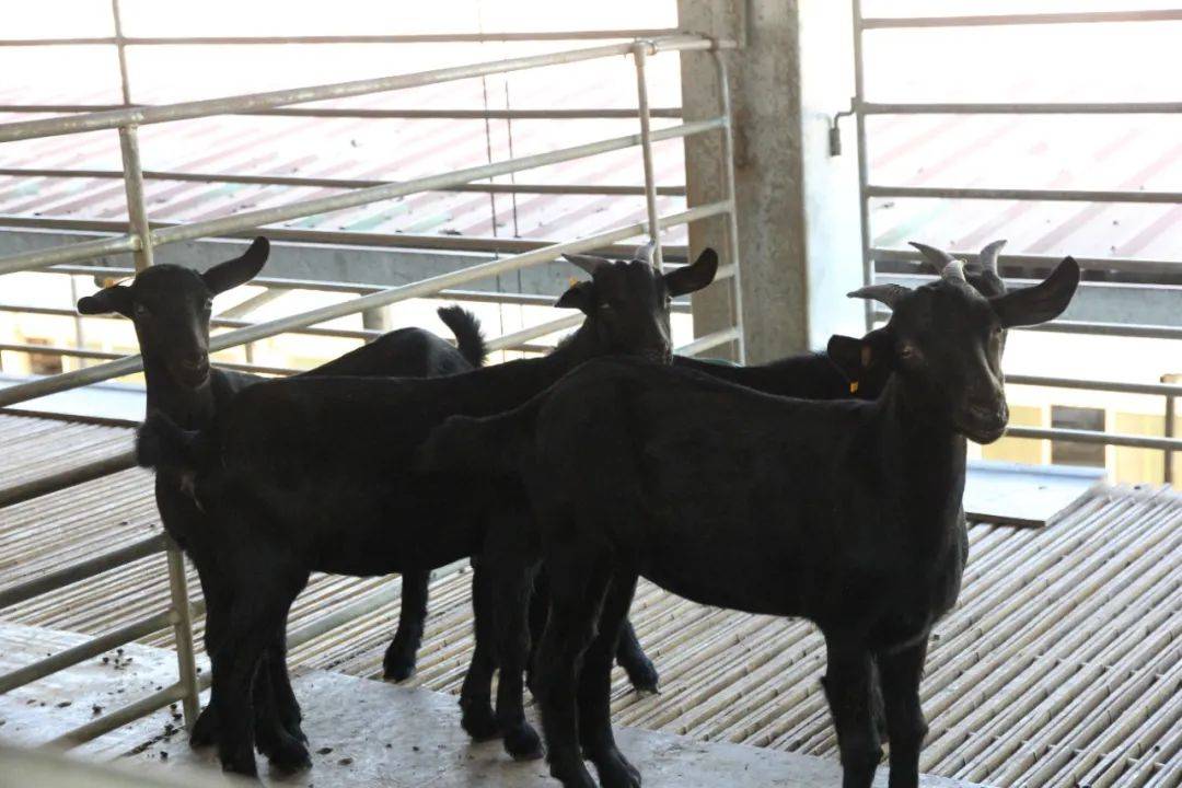 人保车险   品牌优势——快速了解燃油汽车车险,人保服务_2024年酵素饮料行业产业链结构及政策分析