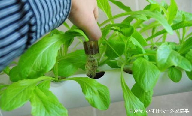 2025无土栽培行业市场发展现状及市场规模、未来前景分析_人保车险 品牌优势——快速了解燃油汽车车险,保险有温度