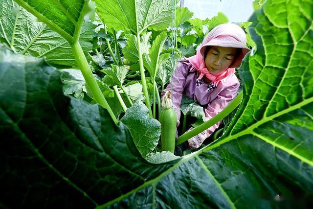 2025有机蔬菜行业市场发展现状及竞争格局分析_保险有温度,人保财险政银保 
