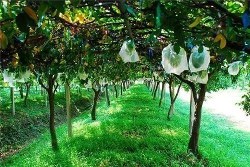 2025有机蔬菜行业市场发展现状及竞争格局分析_保险有温度,人保财险政银保 