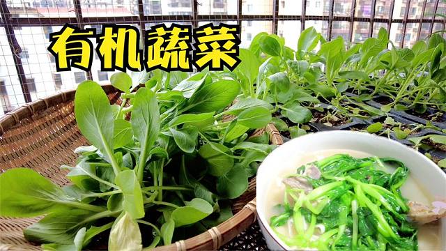 2025有机蔬菜行业市场发展现状及竞争格局分析_保险有温度,人保财险政银保 