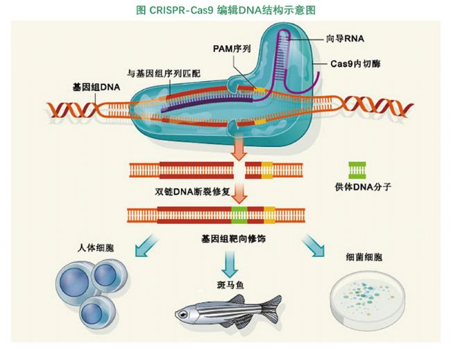 2025中国基因治疗行业发展现状分析及未来投资前景预测_人保服务,拥有“如意行”驾乘险，出行更顺畅！