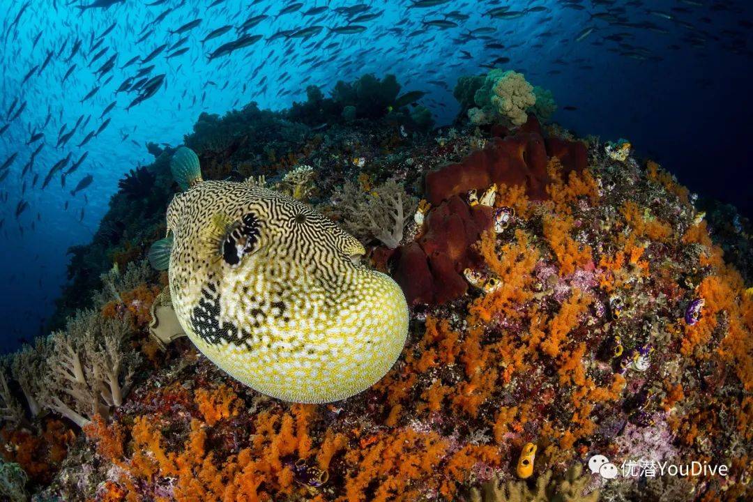 水族馆行业市场发展现状及品牌竞争格局、投融资分析2025_人保有温度,人保护你周全