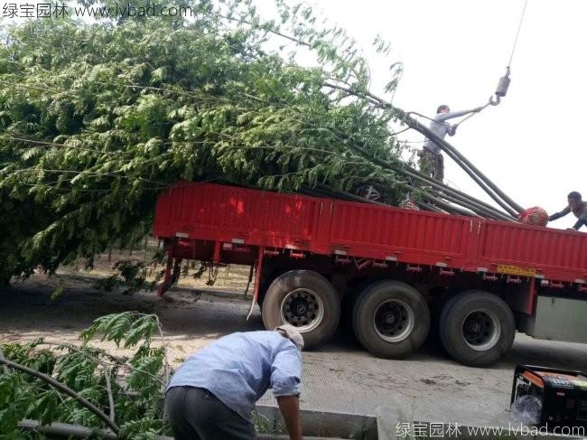 2025年园林苗木行业市场现状发展趋势及未来前景展望_人保服务,人保护你周全