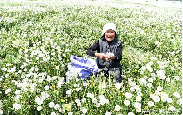 2025年蒲公英种植行业现状与发展趋势分析_人保财险 ,拥有“如意行”驾乘险，出行更顺畅！