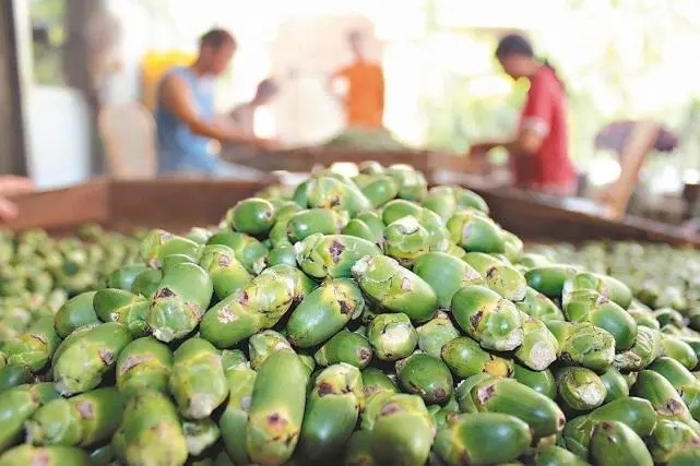 2024年槟榔行业市场深度调研与投资潜力研究报告_人保车险 品牌优势——快速了解燃油汽车车险,人保有温度
