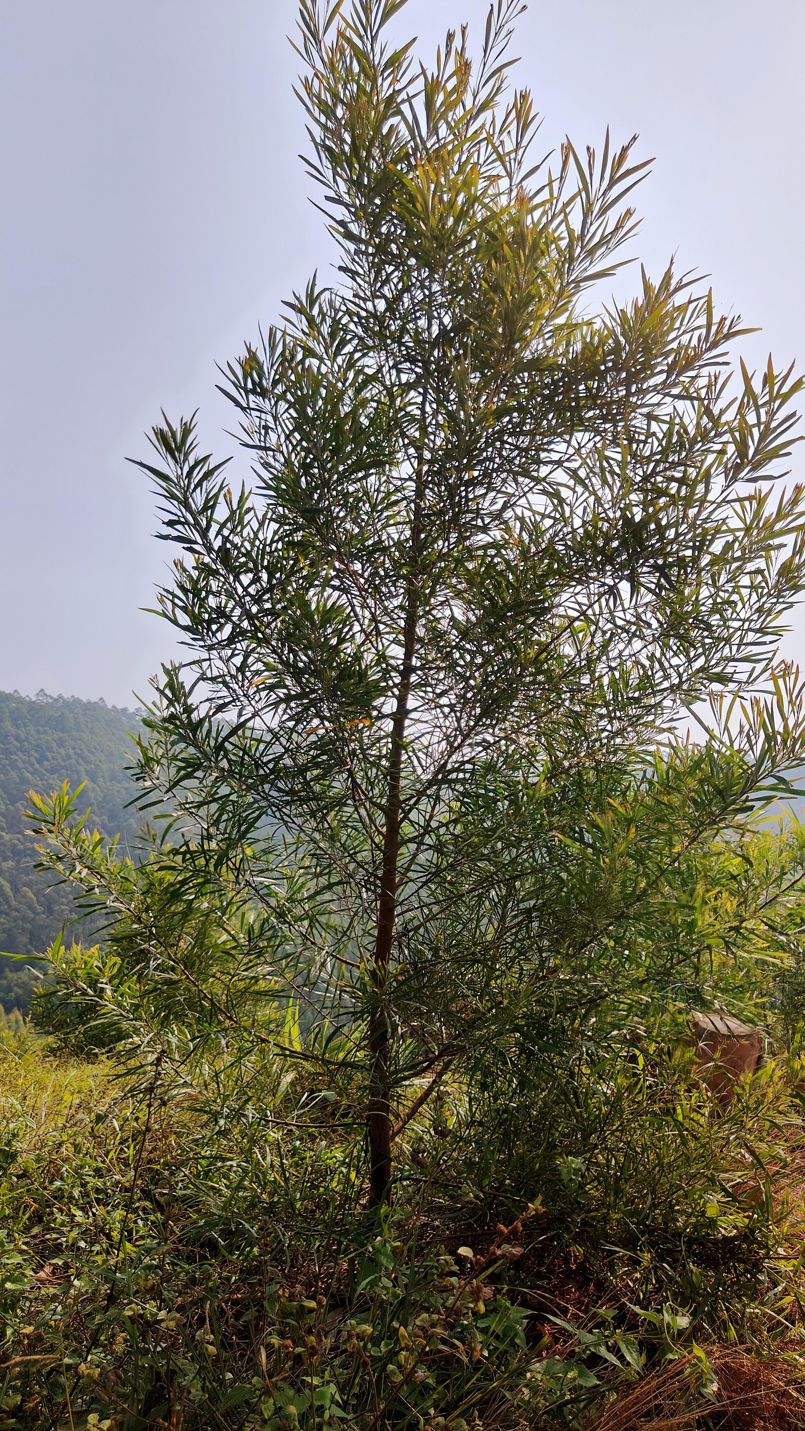 2025年桉树原木行业现状与发展趋势分析_人保服务,人保护你周全