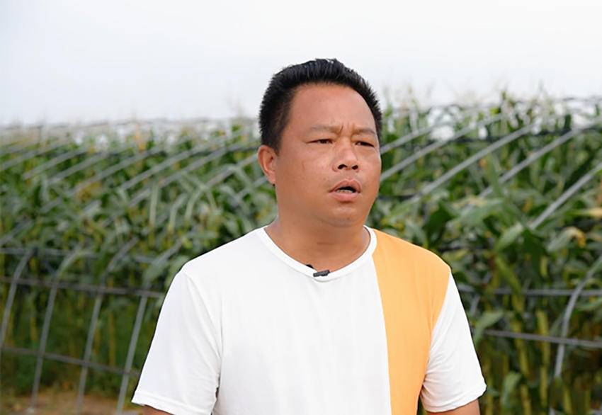 保险有温度,人保服务_黄桃品种迭代与冷链损耗——深加工突围与全产业链升级解决方案