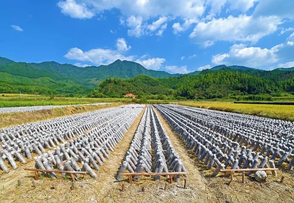 人保服务 ,人保伴您前行_从“增量扩张”向“提质增效”，2025年稻谷行业供需格局分析