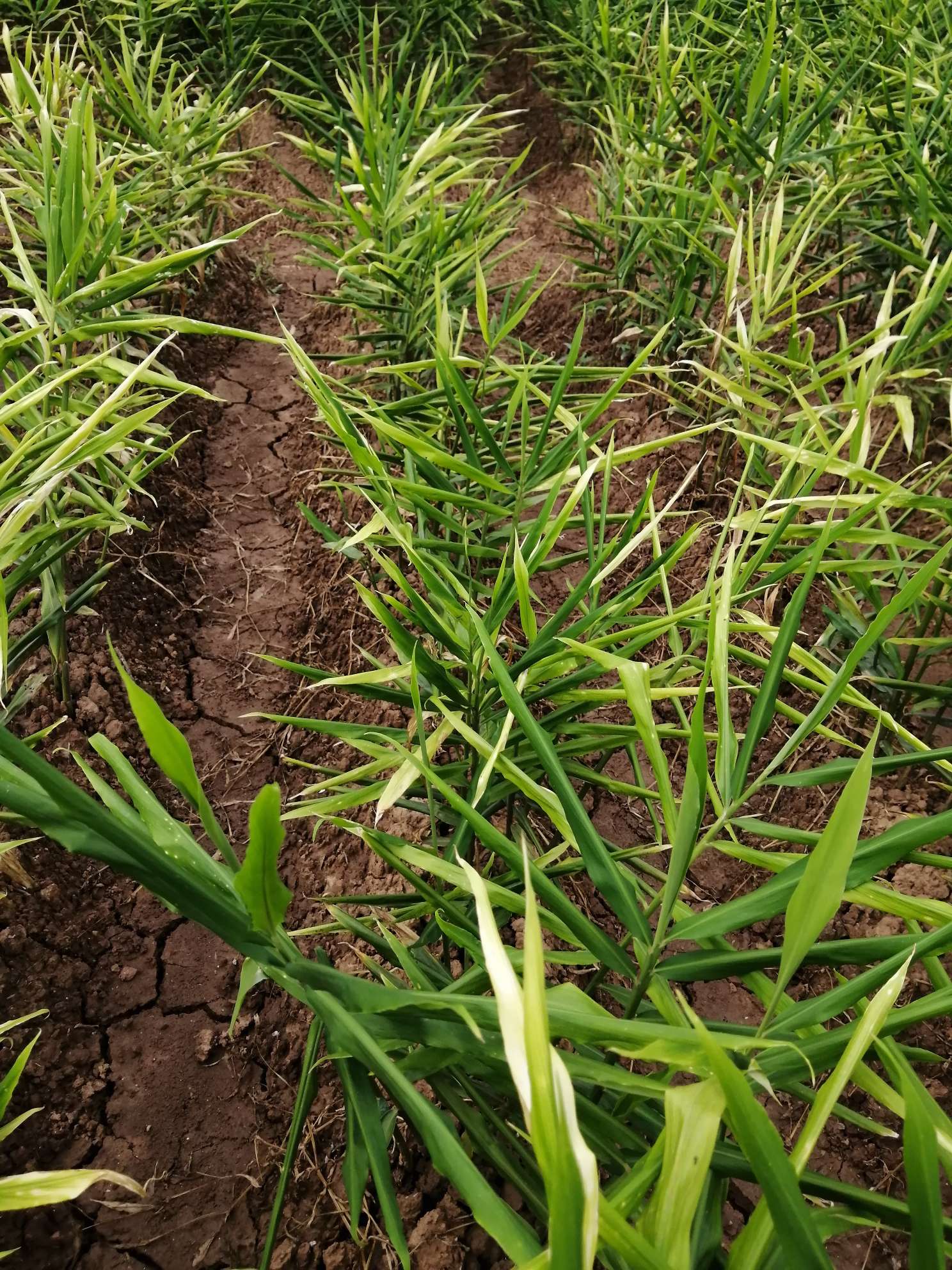 2024年生姜种植行业发展现状、竞争格局及未来发展趋势与前景分析_人保车险,拥有“如意行”驾乘险，出行更顺畅！