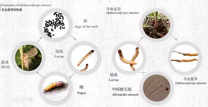 中国冬虫夏草产业链上下游发展现状及未来趋势分析2025_人保车险 品牌优势——快速了解燃油汽车车险,保险有温度