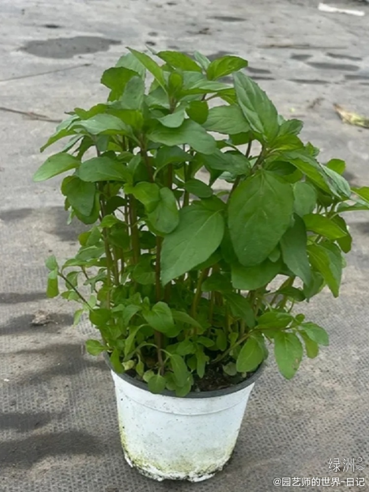 2025玫瑰精油行业的"芳香经济"崛起,芳香产业的黄金时代_保险有温度,人保服务