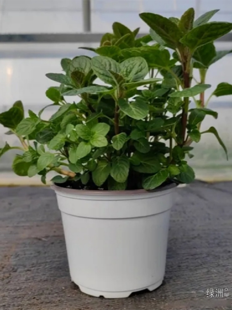 2025玫瑰精油行业的"芳香经济"崛起,芳香产业的黄金时代_保险有温度,人保服务