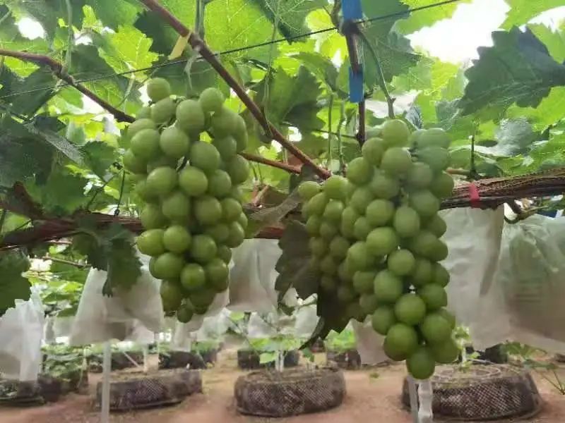 2025年人造地板行业发展趋势预测：技术驱动、绿色主导、区域重构_人保伴您前行,人保车险