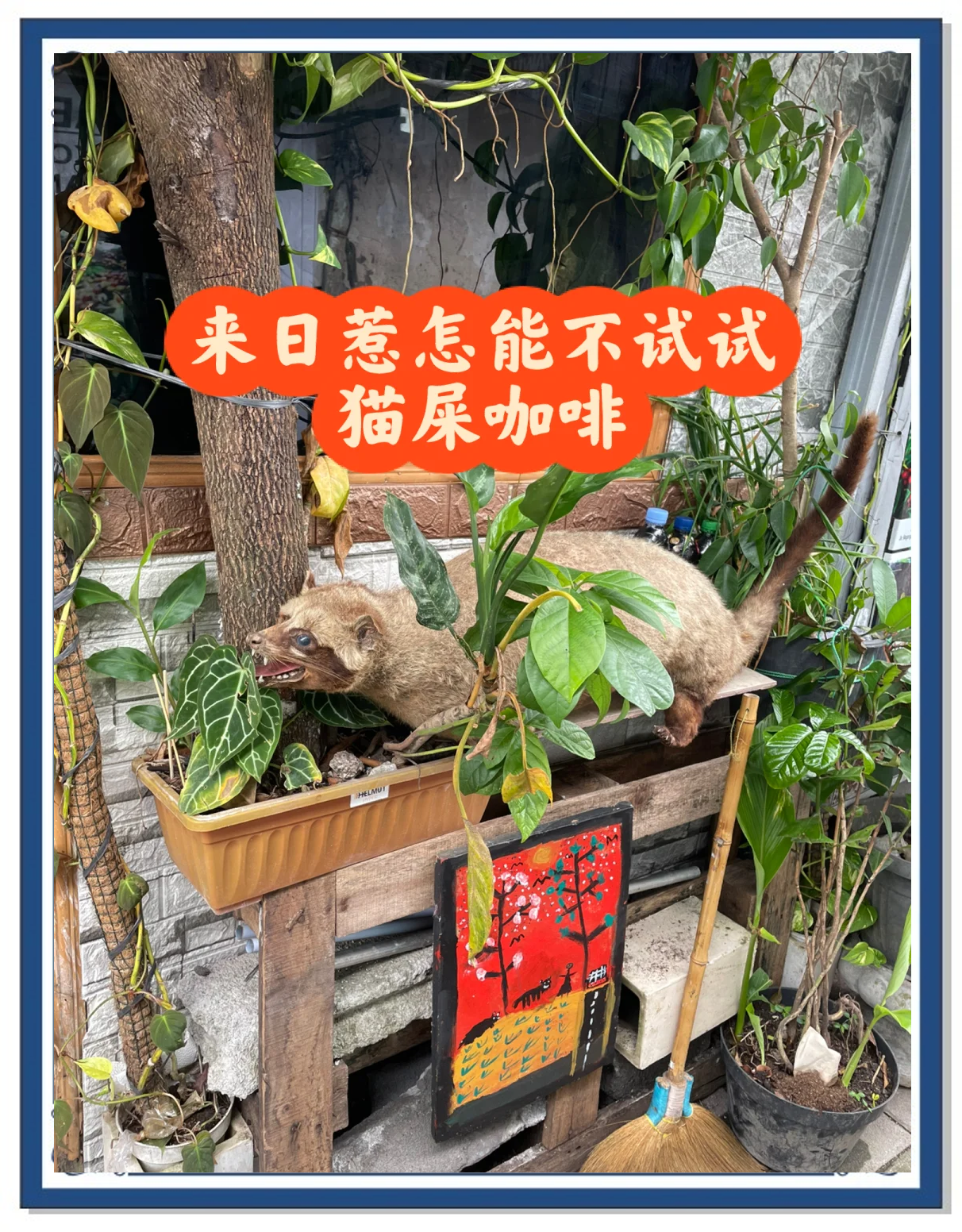 猫屎咖啡为何那么贵？