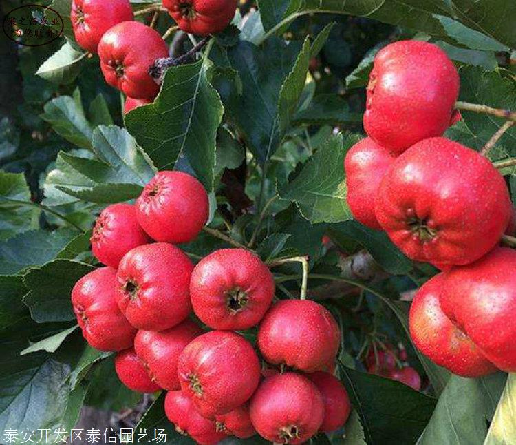 2025中国山楂行业深度调研及市场规模、未来前景分析_人保服务,拥有“如意行”驾乘险，出行更顺畅！