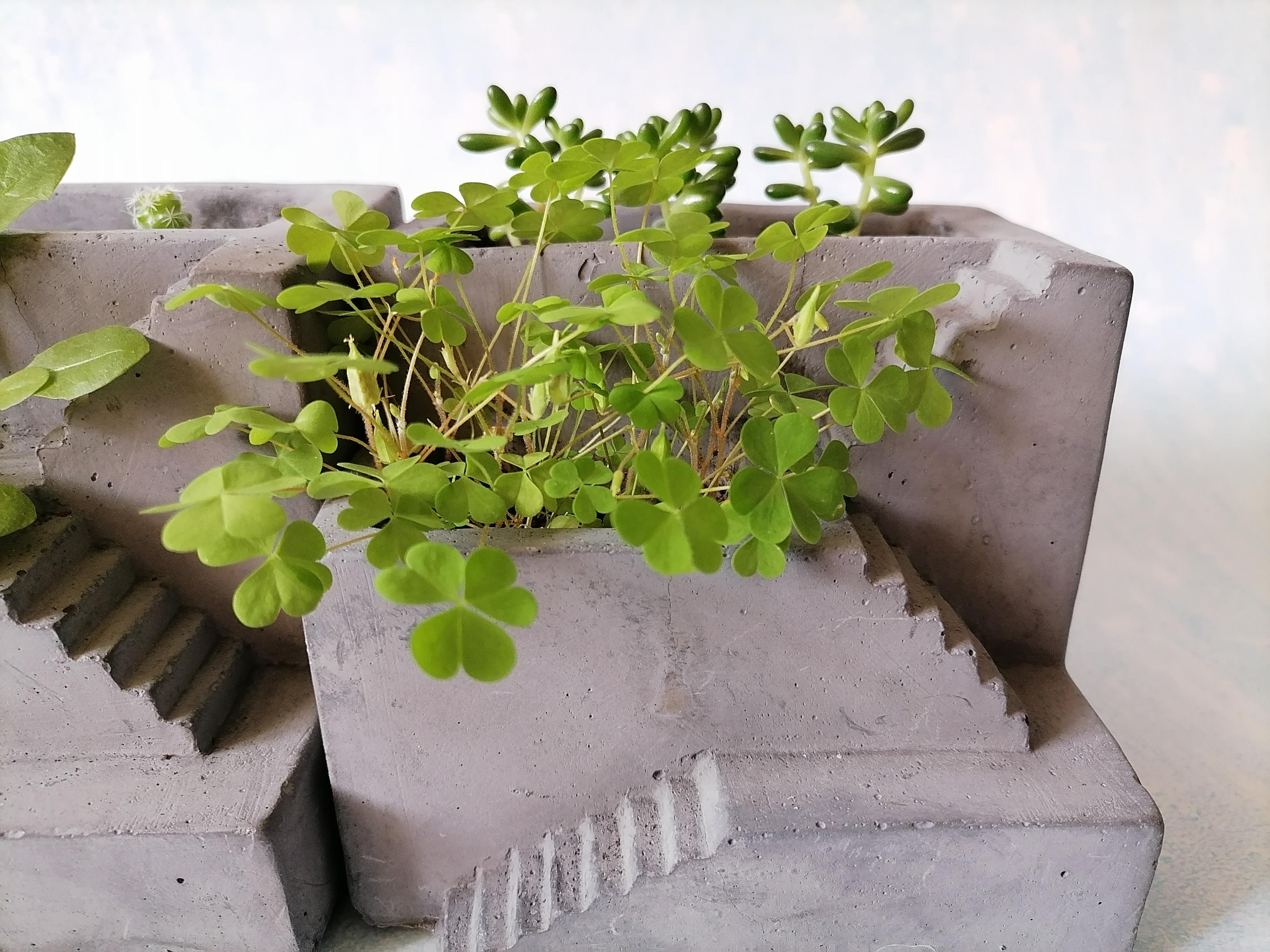 人保财险政银保 ,拥有“如意行”驾乘险，出行更顺畅！_2025盆栽植物行业发展现状及市场规模、趋势分析