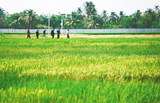 绿色电力行业市场调查分析及发展趋势分析(2025-2030)_人保护你周全,人保有温度