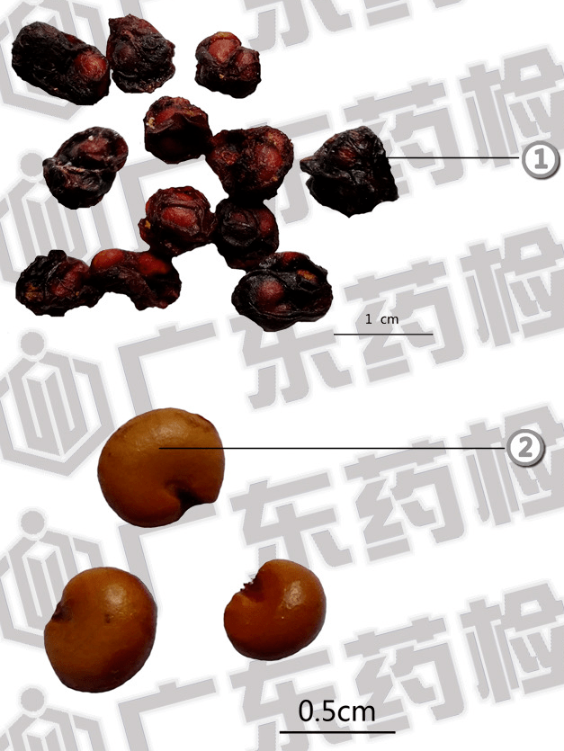 1095个品种有835个今年价格累计下跌，中药材价格缘何现暴跌