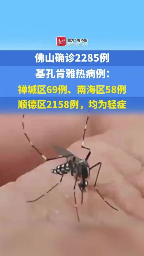 广东一周新增336例基孔肯雅热本地个案 疫情以散发为主