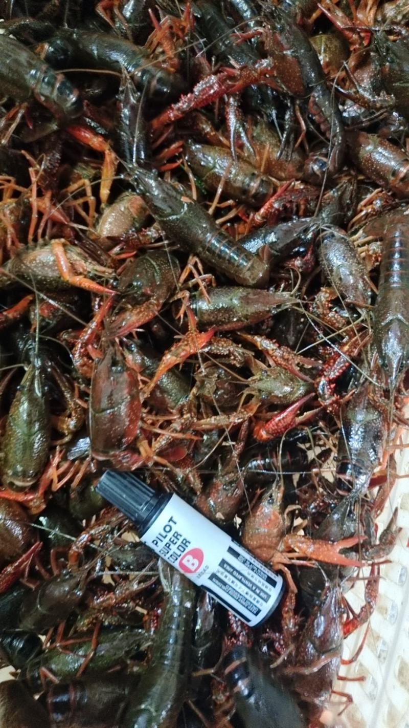 （活力中国调研行）湖北潜江打造“四季有虾”模式 小龙虾“链”出大产业
