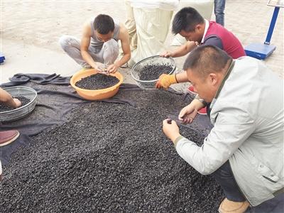 2025年黑枸杞行业市场现状、全景调研及发展趋势预测_人保伴您前行,拥有“如意行”驾乘险，出行更顺畅！
