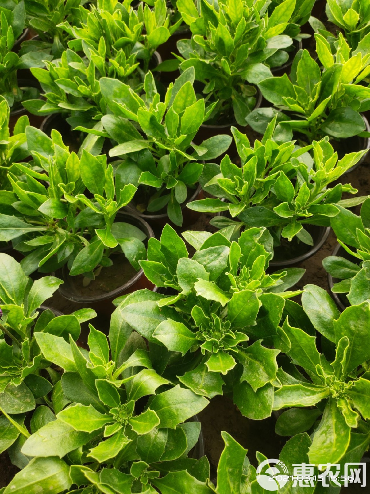 2025万寿菊栽培产业:从“观赏花卉”到“经济引擎”的跨越式发展_保险有温度,人保车险 品牌优势——快速了解燃油汽车车险