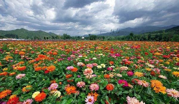 2025万寿菊栽培产业:从“观赏花卉”到“经济引擎”的跨越式发展_保险有温度,人保车险 品牌优势——快速了解燃油汽车车险