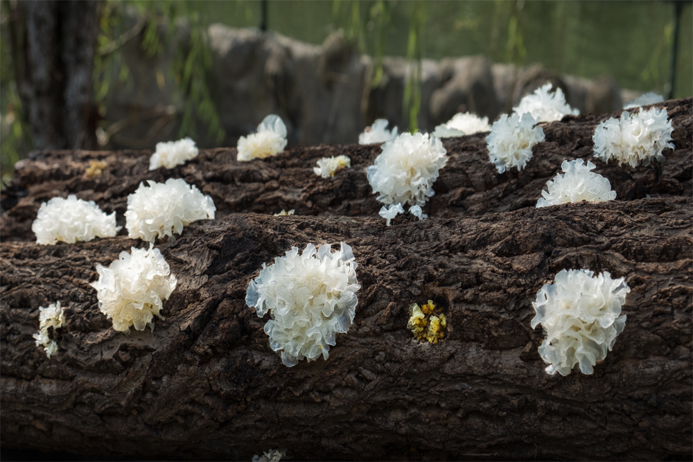 （走进中国乡村）“中国银耳第一村”走出富民兴业路