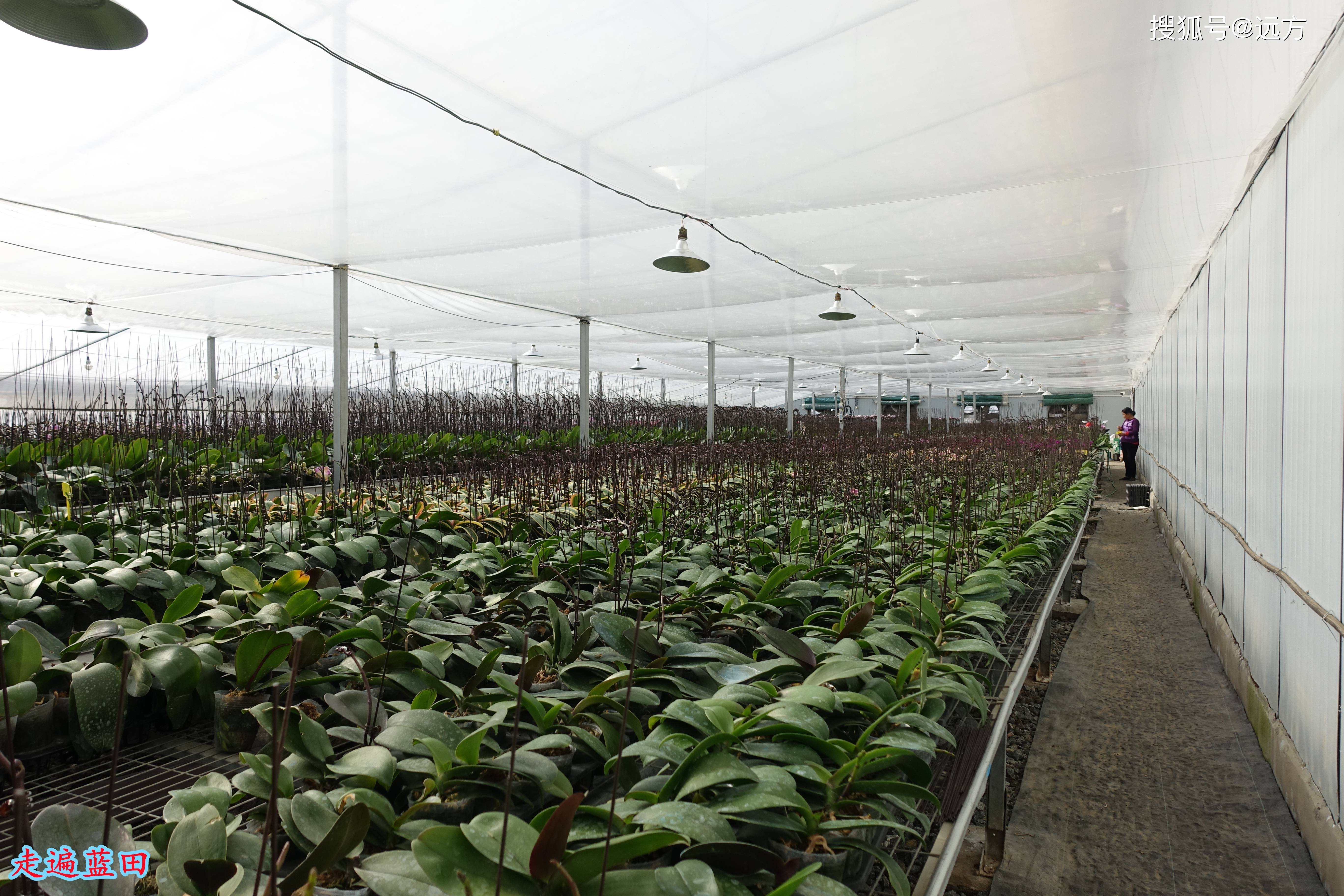 2024年塑料大棚行业发展现状、竞争格局及未来发展趋势分析_人保服务,人保护你周全