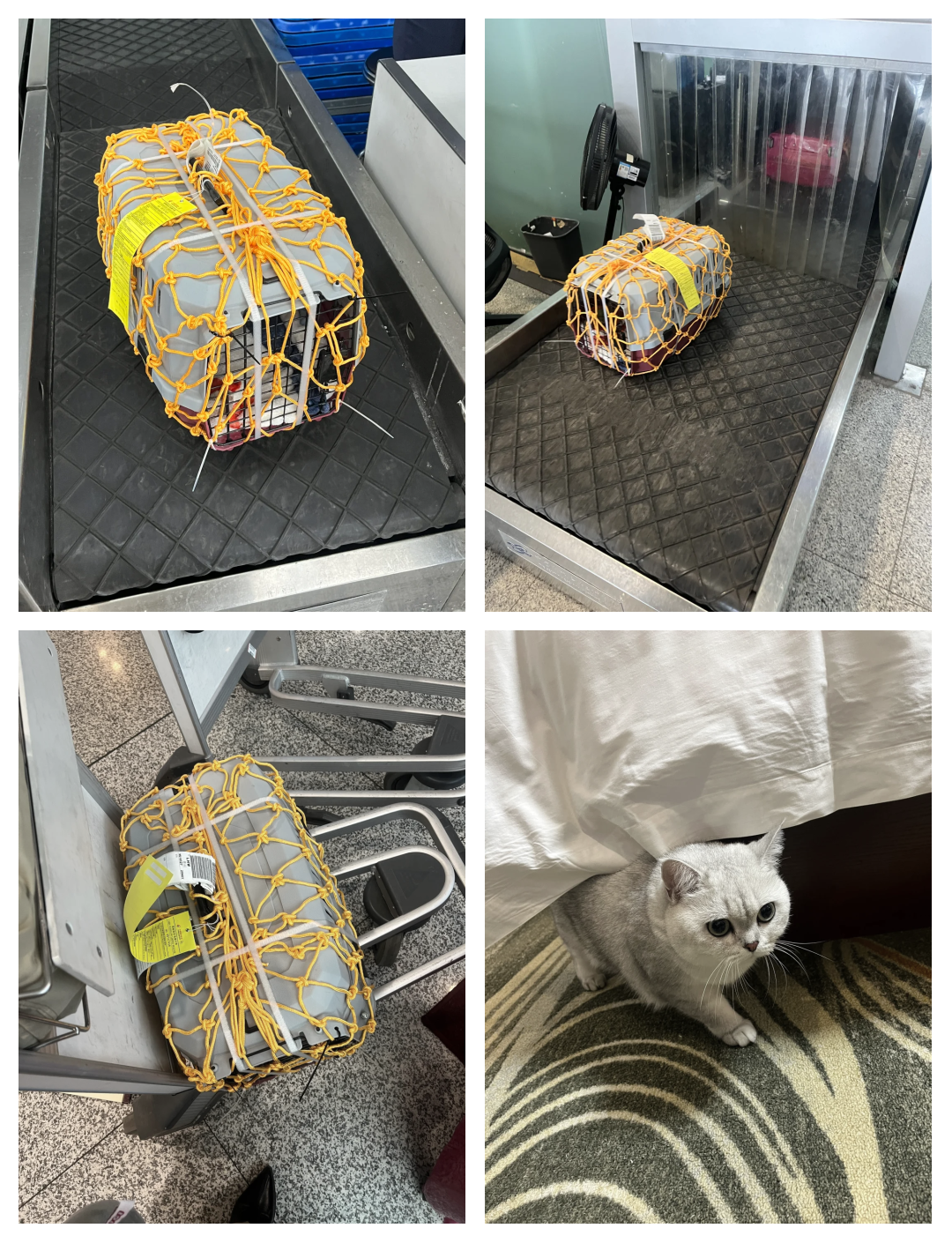 福建首次开展高铁宠物托运服务 新增福州站、厦门北站托运试点