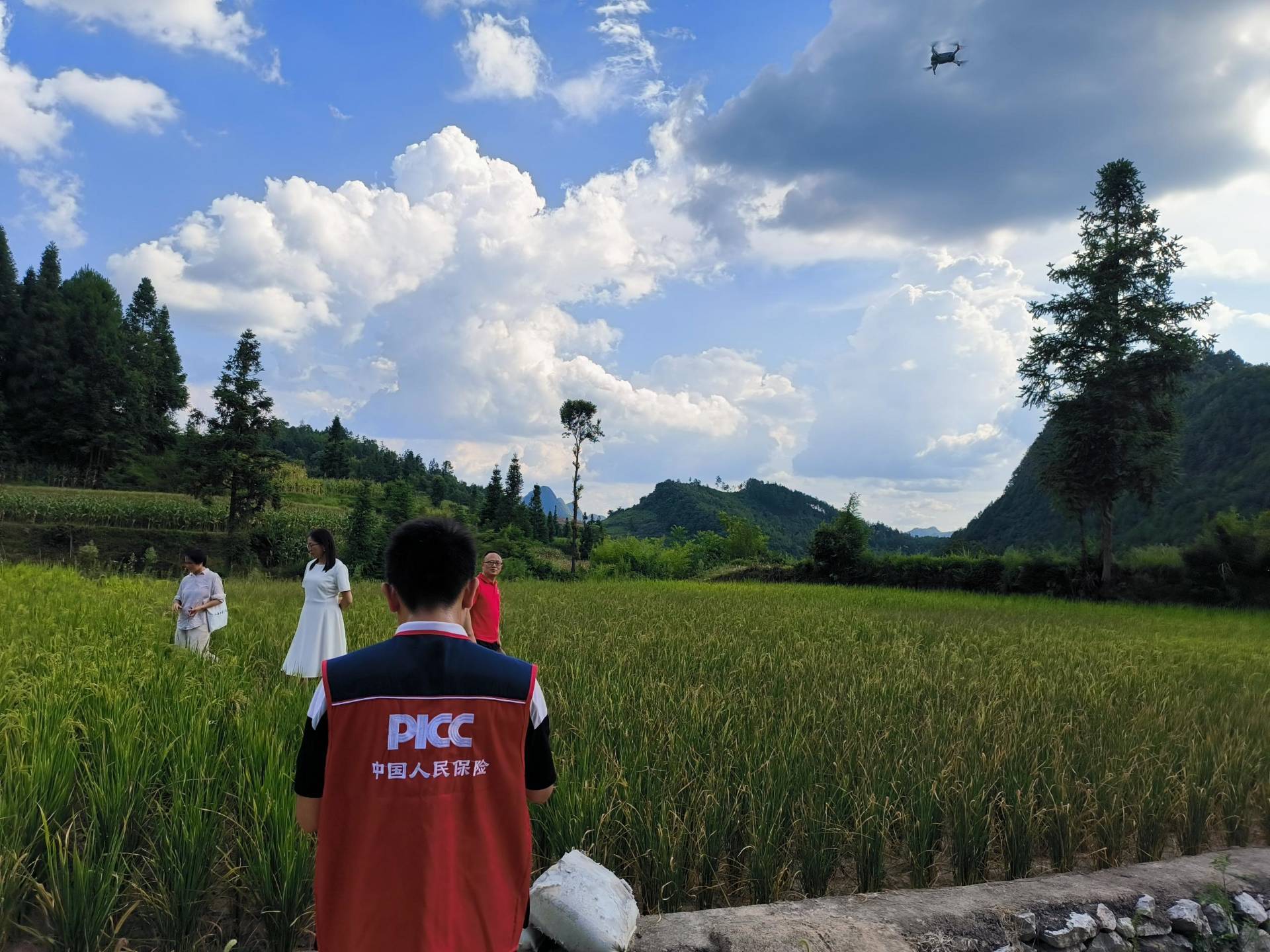 2025年玉米种植行业发展现状、竞争格局及未来发展趋势分析_人保财险政银保 ,人保服务