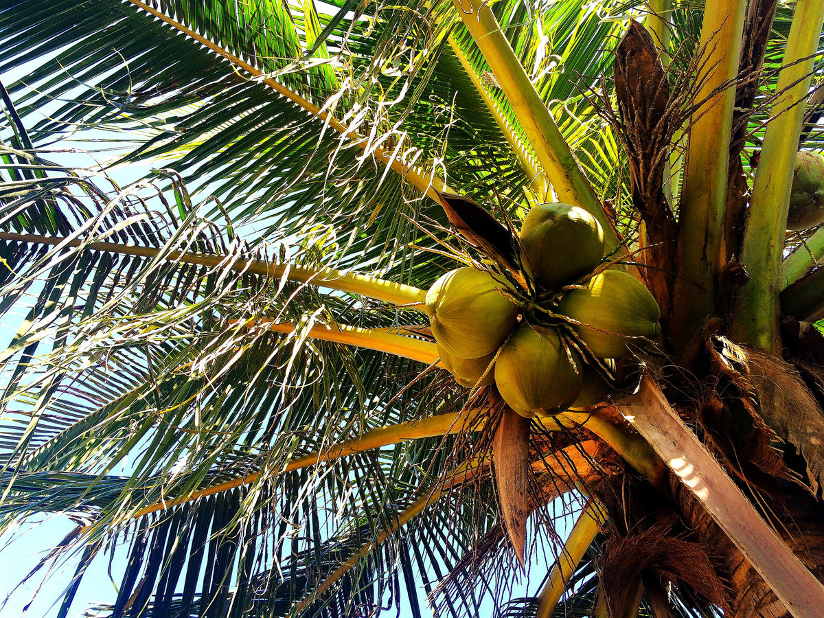 郑州至曼谷“水果快线”复航