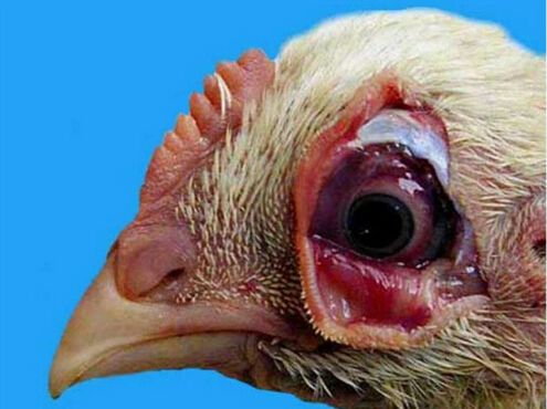 德国禽流感蔓延：超20万只家禽被扑杀