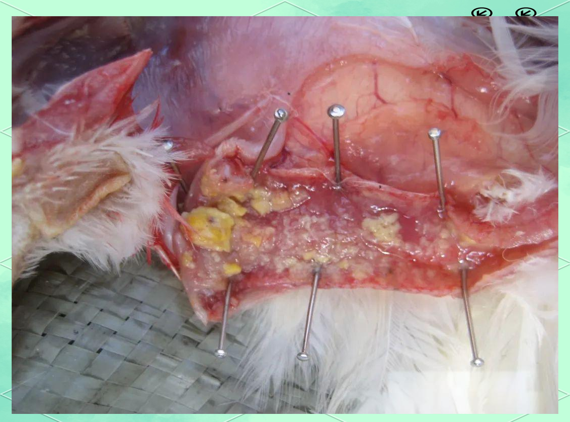 德国禽流感蔓延：超20万只家禽被扑杀