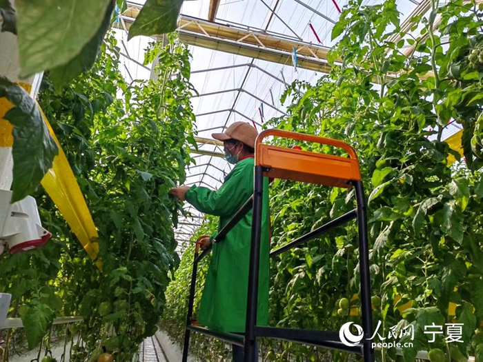 乡村振兴的宁夏答卷：六大“宁字号”品牌矩阵释放强劲动能